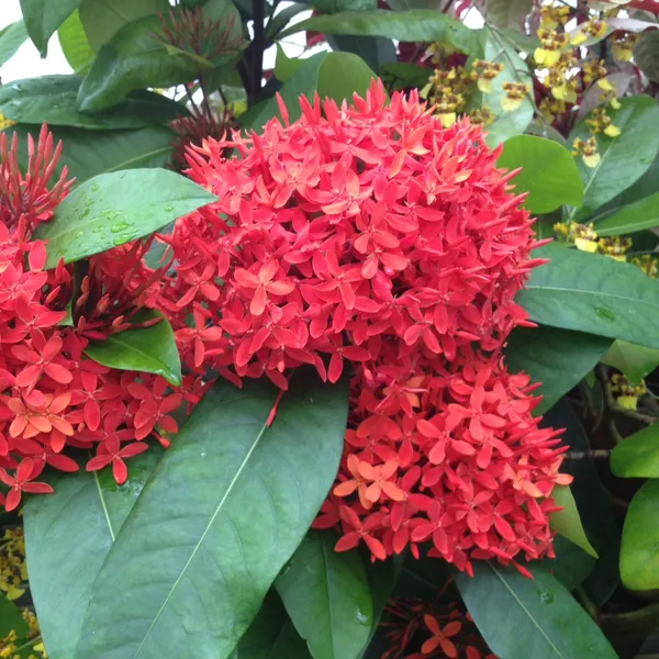 Red_Ixora_Flower_12_Month_Plant