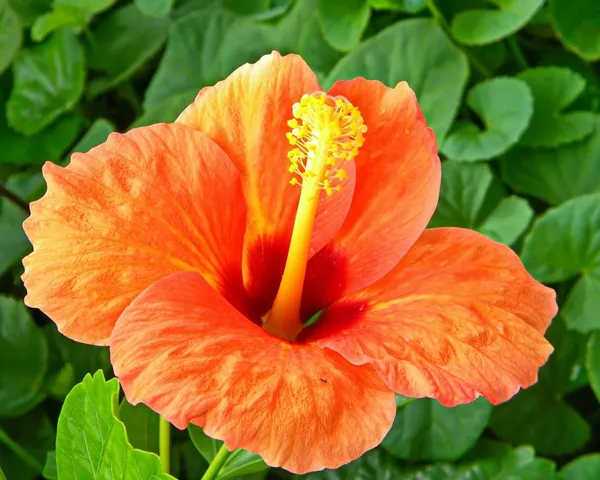 Ixora_Orange_Hybrid_Flower_Plant