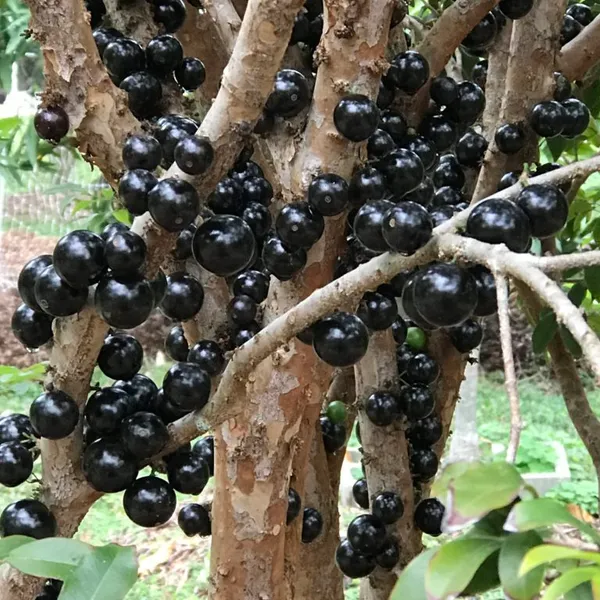 California_Hybrid_Jaboticabas_Fruit_Plant_Grafted