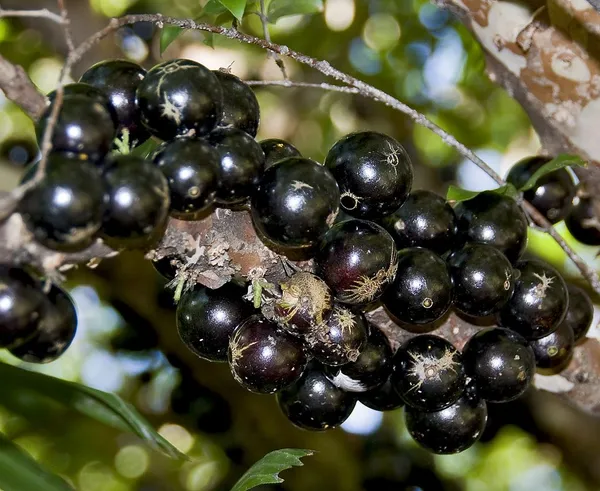 California_Hybrid_Jaboticabas_Fruit_Plant_Grafted