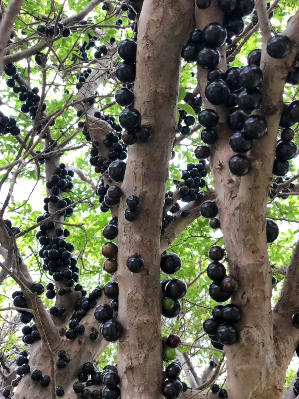 California_Hybrid_Jaboticabas_Fruit_Plant_Grafted