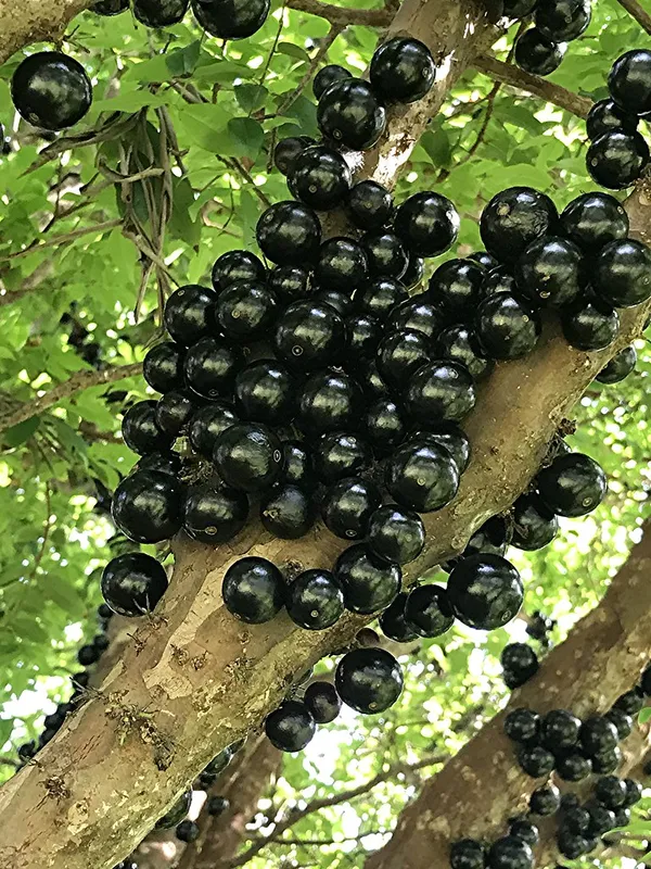 California_Hybrid_Jaboticabas_Fruit_Plant_Grafted