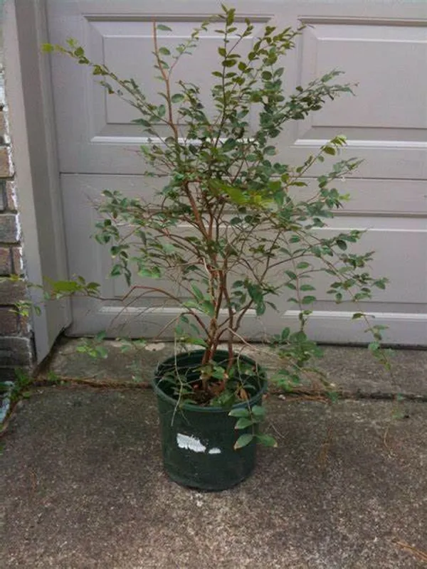 California_Hybrid_Jaboticabas_Fruit_Plant_Grafted