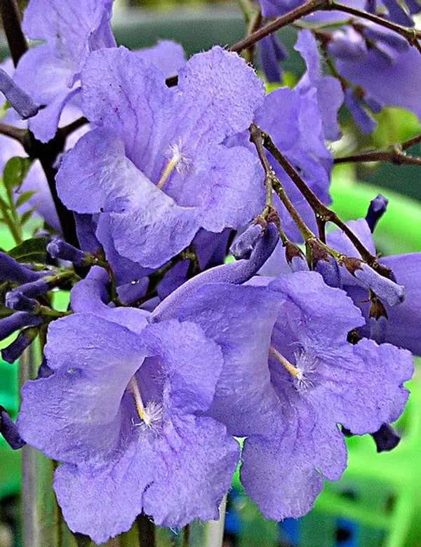 Jacaranda_Flower_Plant