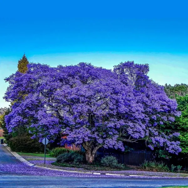 Jacaranda_Flower_Plant