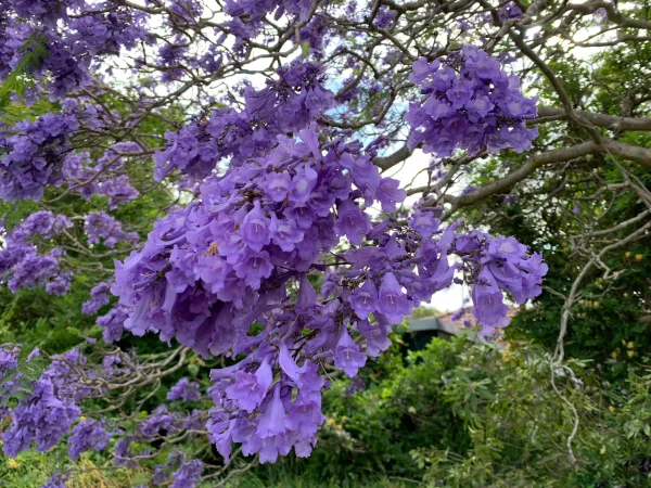 Jacaranda_(Purple)_Flowering_Plant_&_Tree_For_Shrub|Home_Garden_(1.5-3.5_Ft_Plant_Hight)
