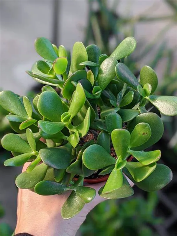 Jade_Air_Purifying_Indoor_Plant