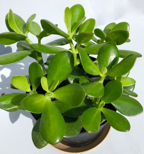 Jade_Air_Purifying_Indoor_Plant