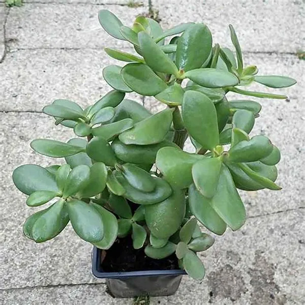 Jade_Air_Purifying_Indoor_Plant