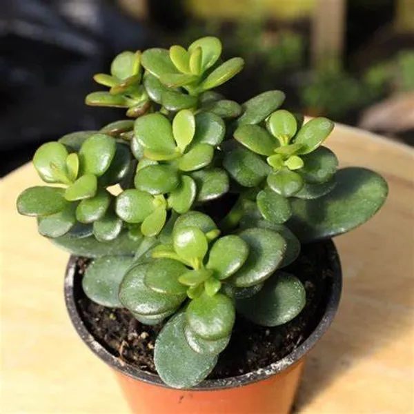 Jade_Air_Purifying_Indoor_Plant