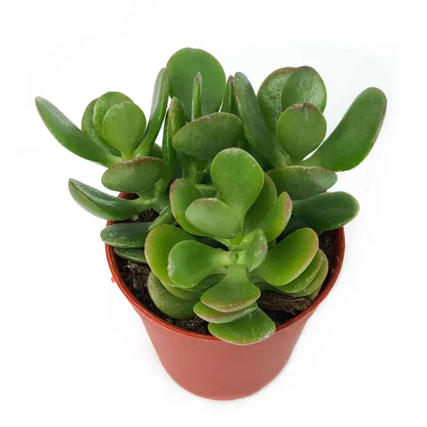 Jade_Air_Purifying_Indoor_Plant