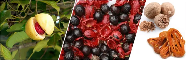 Jayaphal_|Jaiphal__Spice_Plant_Hybrid