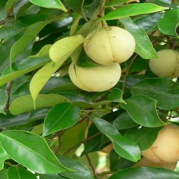 Jayaphal_|Jaiphal__Spice_Plant_Hybrid