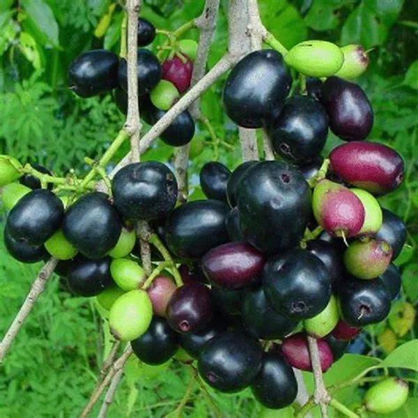 Jamun_Hybrid_Fruit_Plant_&_Tree_(1.5-3.5_Ft_Hight)_For_Home_Gardening_Black_Jamun|Jam_Grafted_ruit_Plant_(