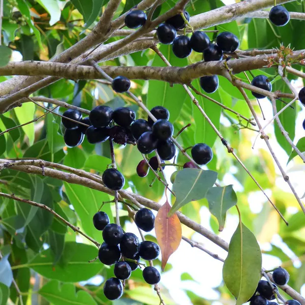 Jamun_Hybrid_Fruit_Plant_&_Tree_(1.5-3.5_Ft_Hight)_For_Home_Gardening_Black_Jamun|Jam_Grafted_ruit_Plant_(