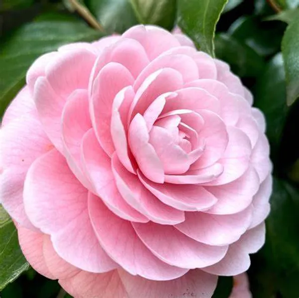 Japanese_Camellia_(Pink)_Flowering_Plant_&_Tree_(1.5-3.5_Ft_Hight)_Forsweet_Home_Garden_Hybrid_Camellia_Flower_Plant