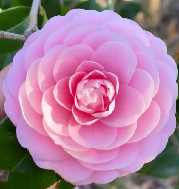 Japanese_Camellia_(Pink)_Flowering_Plant_&_Tree_(1.5-3.5_Ft_Hight)_Forsweet_Home_Garden_Hybrid_Camellia_Flower_Plant