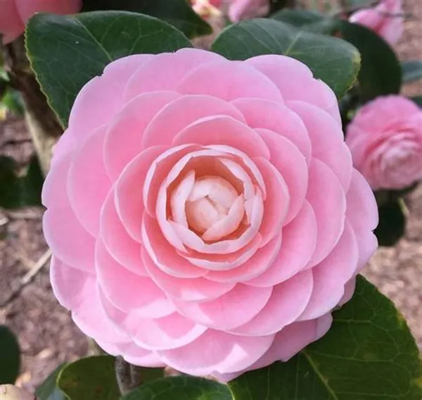 Japanese_Camellia_(Pink)_Flowering_Plant_&_Tree_(1.5-3.5_Ft_Hight)_Forsweet_Home_Garden_Hybrid_Camellia_Flower_Plant