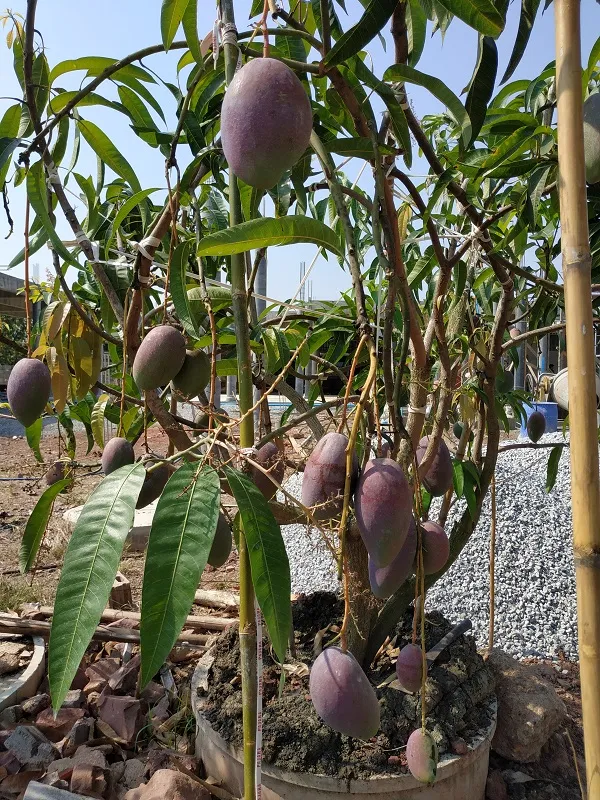 Japanese_Hybrid_Mango_Fruit_Plant_Grafted