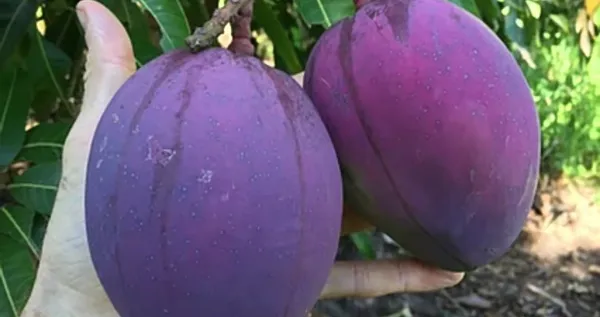 Japanese_Hybrid_Mango_Fruit_Plant_Grafted