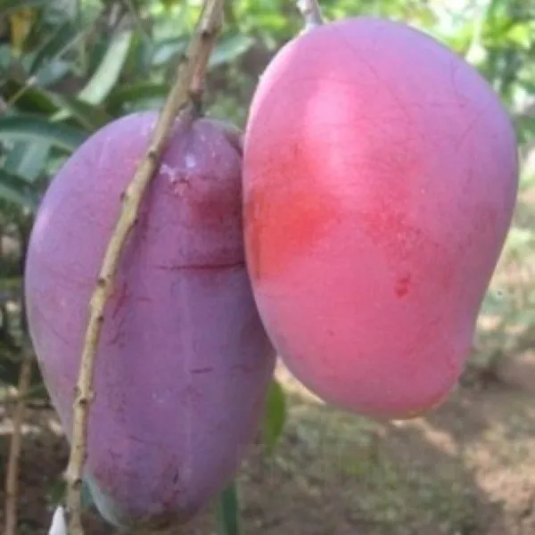 Japanese_Hybrid_Mango_Fruit_Plant_Grafted