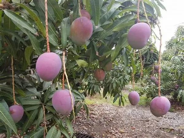 Japanese_Hybrid_Mango_Fruit_Plant_Grafted