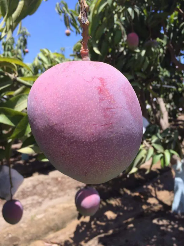 Japanese_Miyazaki_Hybrid_Mango_Fruit_Plant_&_Tree_For_Home_Gardening