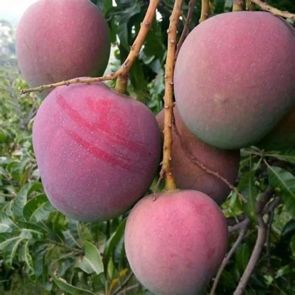 Japanese_Miyazaki_Hybrid_Mango_Fruit_Plant_&_Tree_For_Home_Gardening