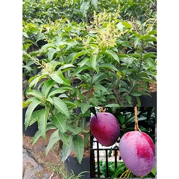 Japanese_Miyazaki_Hybrid_Mango_Fruit_Plant_&_Tree_For_Home_Gardening