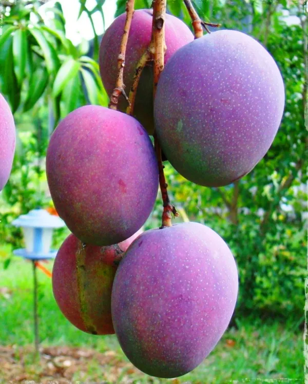 Japanese_All_Time_Mango_(Grafted_Live_Fruit_Plant_&_Tree_(1.5-3.5_Ft_Hight)_For_Home_Garden_Hybrid