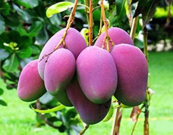 Japanese_All_Time_Mango_(Grafted_Live_Fruit_Plant_&_Tree_(1.5-3.5_Ft_Hight)_For_Home_Garden_Hybrid
