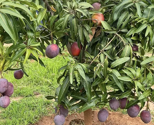 Japanese_All_Time_Mango_(Grafted_Live_Fruit_Plant_&_Tree_(1.5-3.5_Ft_Hight)_For_Home_Garden_Hybrid