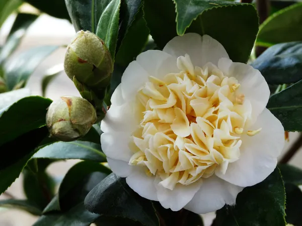 Japonica_Camellia__Flowering_Plant_&_Tree_For_Home_Gardening_(1.5-3.5_Ft_Hight)