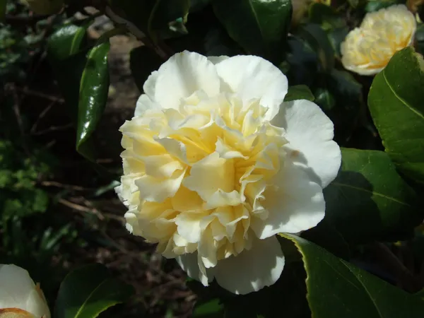 Japonica_Camellia__Flowering_Plant_&_Tree_For_Home_Gardening_(1.5-3.5_Ft_Hight)