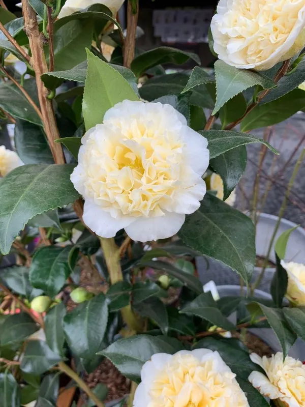 Japonica_Variety_White_Camellia_Flowering_Plant_&_Tree_(1.5-3.5_Ft_Hight)_For_Shrub|Bush|Home_Garden
