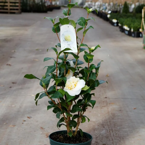 Japonica_Variety_White_Camellia_Flowering_Plant_&_Tree_(1.5-3.5_Ft_Hight)_For_Shrub|Bush|Home_Garden