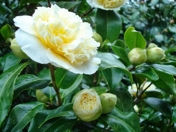 Japonica_Variety_White_Camellia_Flowering_Plant_&_Tree_(1.5-3.5_Ft_Hight)_For_Shrub|Bush|Home_Garden