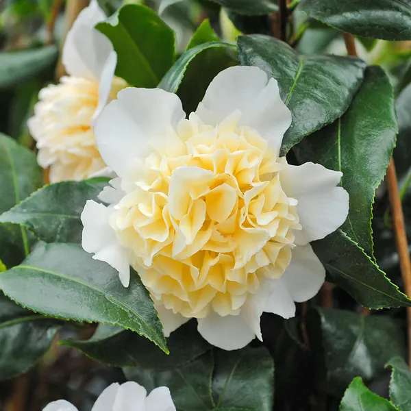 Japonica_Variety_White_Camellia_Flowering_Plant_&_Tree_(1.5-3.5_Ft_Hight)_For_Shrub|Bush|Home_Garden
