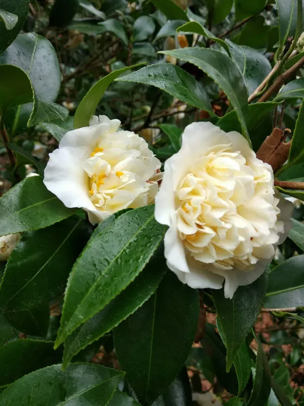 Japonica_Variety_White_Camellia_Flowering_Plant_&_Tree_(1.5-3.5_Ft_Hight)_For_Shrub|Bush|Home_Garden