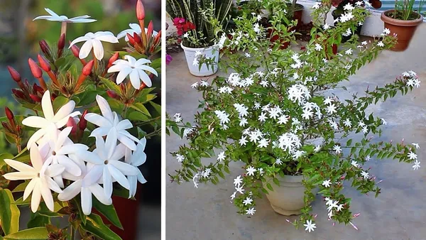 Jasmine_Flowering_Plant_For_Shrub|Bush|Home_Decoration_&_Gardening_Beautiful_Jasmine|Rat_Ki_Rani_Flower_Plant_Age1.5_Years_Suitable_For_Outdoor