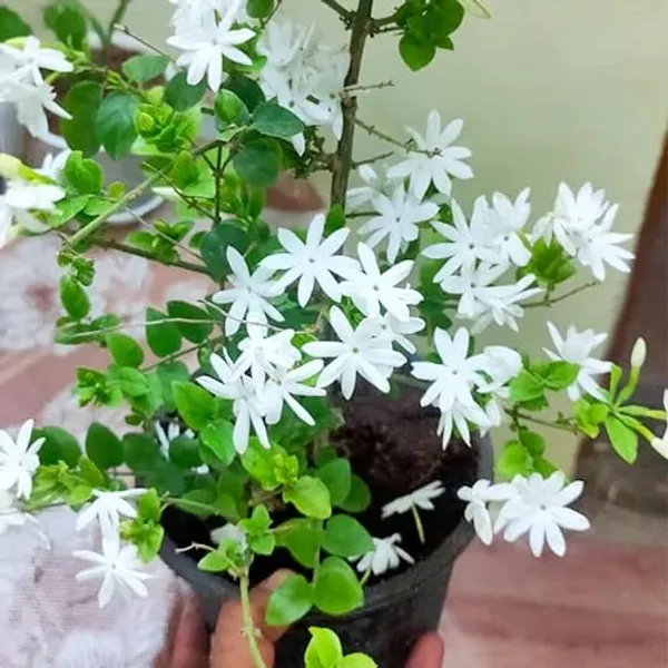 Jasmine_Flowering_Plant_For_Shrub|Bush|Home_Decoration_&_Gardening_Beautiful_Jasmine|Rat_Ki_Rani_Flower_Plant_Age1.5_Years_Suitable_For_Outdoor