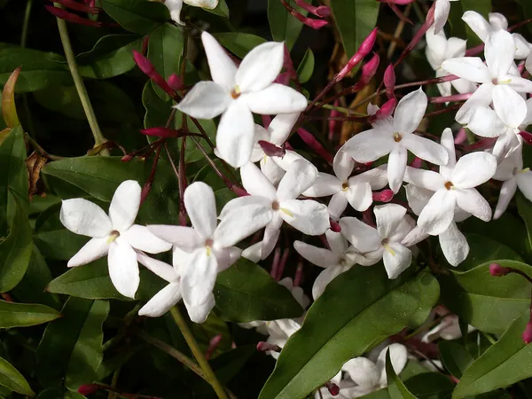 Jasmine_Flowering_Plant_For_Shrub|Bush|Home_Decoration_&_Gardening_Beautiful_Jasmine|Rat_Ki_Rani_Flower_Plant_Age1.5_Years_Suitable_For_Outdoor