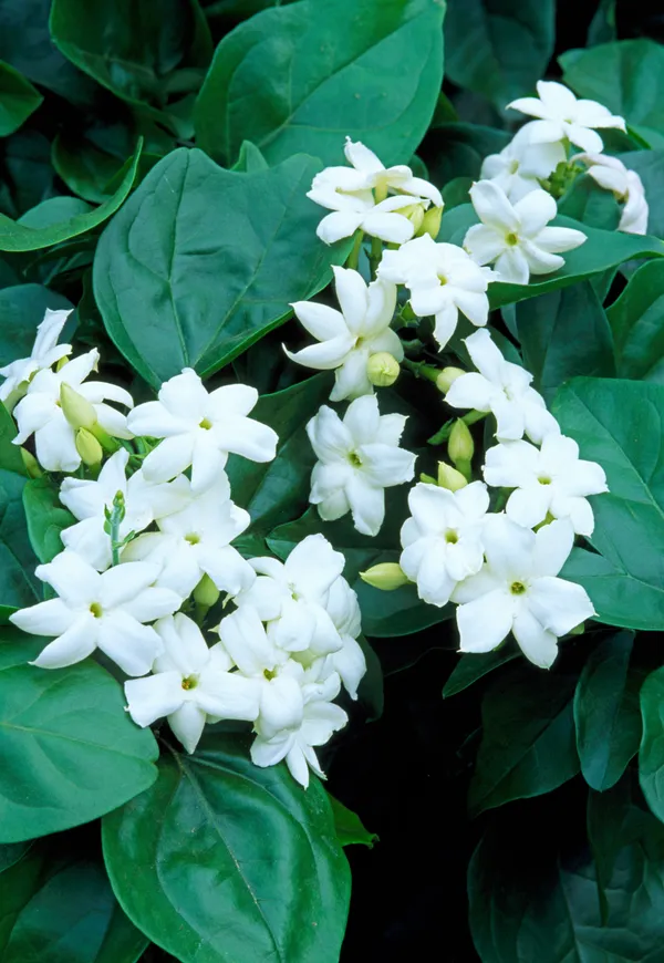 Jasmine_Flowering_Plant_For_Shrub|Bush|Home_Decoration_&_Gardening_Beautiful_Jasmine|Rat_Ki_Rani_Flower_Plant_Age1.5_Years_Suitable_For_Outdoor