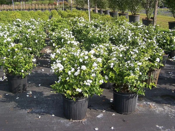 Jasmine_Flowering_Plant_For_Shrub|Bush|Home_Decoration_&_Gardening_Beautiful_Jasmine|Rat_Ki_Rani_Flower_Plant_Age1.5_Years_Suitable_For_Outdoor