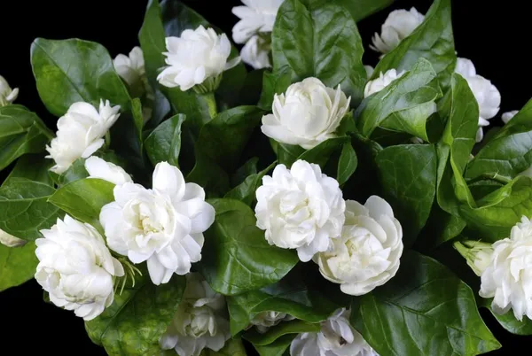 Double_Patel_Jasmine|Juhi__Flowering_Plant_&_Tree_(1.5-2_Ft_Hight)__For_Home_Garden_Hybrid_Jasmine_Flower_Plant