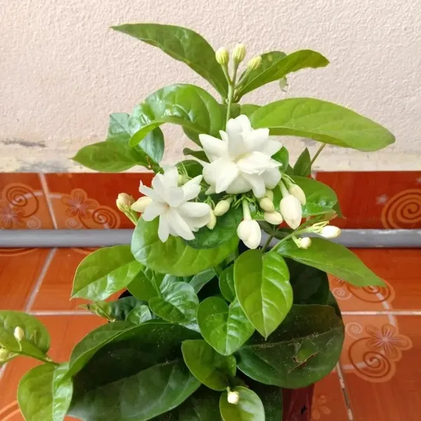 Double_Patel_Jasmine|Juhi__Flowering_Plant_&_Tree_(1.5-2_Ft_Hight)__For_Home_Garden_Hybrid_Jasmine_Flower_Plant