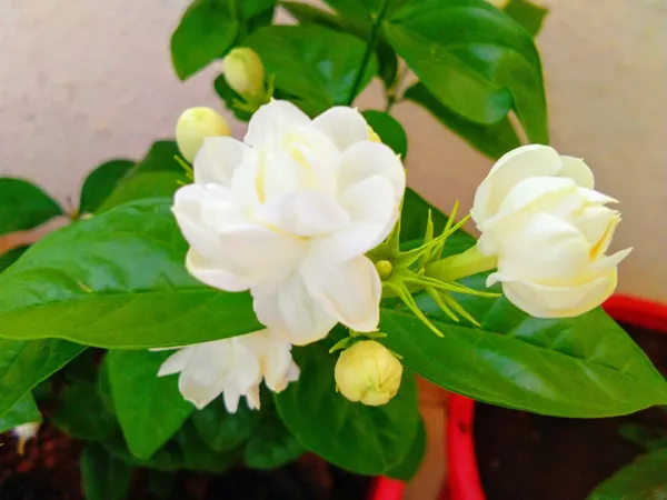 Jasmine_Double_Petal_Flowering__Plant_(1.5-3.5_Ft_Size)_For_Home_Garden_(Hybrid,_Pack_Of_1)