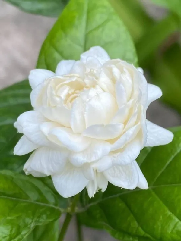 Jasmine_Double_Petal_Flowering__Plant_(1.5-3.5_Ft_Size)_For_Home_Garden_(Hybrid,_Pack_Of_1)