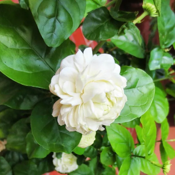 Jasmine_Double_Petal_Flowering__Plant_(1.5-3.5_Ft_Size)_For_Home_Garden_(Hybrid,_Pack_Of_1)