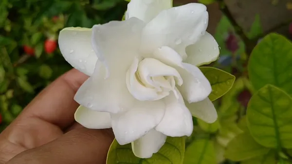 Jasmine_Dwarf_Variety_Flowering_Plant_&_Tree_(1.5-3.5_Ft_Hight)_For_Your_Sweet_Home_Gardening_Jasmine|Gardenia_Flower_Plant_With_Amazing_Fragnance_Hybrid